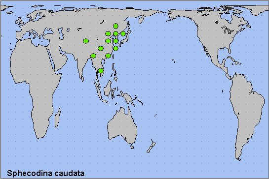 Global distribution of Sphecodina caudata. Map: &copy; NHMUK.