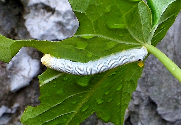 Fourth instar larva of Sphecodina caudata, Jade Emperor Hill, West Lake, Hangzhou, Zhejiang, China, 11.ix.2016. Photo: &copy; Tony Pittaway.