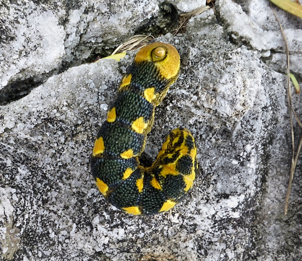 Full-grown early pre-pupation larva of Sphecodina caudata, Xixiang Chi/Chanyuan Temple, Houshanmen, West Tianmu Shan/Xitianmu Shan (near Lin'an), Zhejiang, China, September 2016. Photo: &copy; Tony Pittaway.