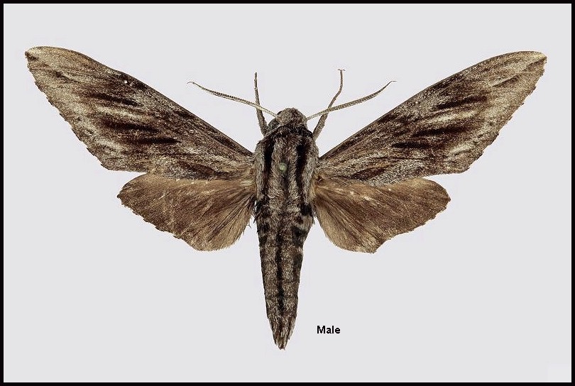 Male Hyloicus centrosinaria, Wumeng Shan, 20km N Baoshan village, Yunnan, China. Photo: &copy; Robert Young, Sphingidae Taxonomic Inventory, NHMUK.
