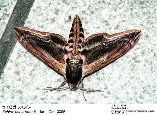 Disturbed Sphinx constricta, Japan. Photo: &copy; Kenichiro Nakao.
