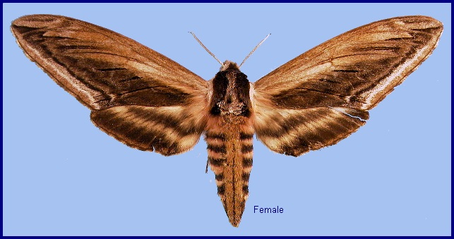 Female Sphinx constricta. Photo: &copy; NHMUK