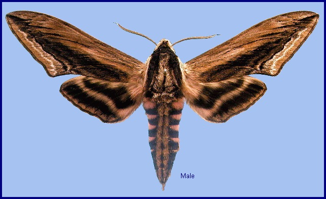 Male Sphinx constricta. Photo: &copy; NHMUK