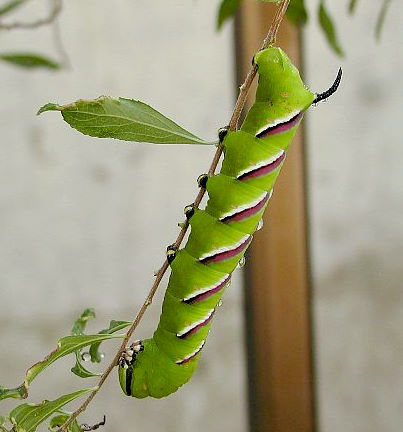 Full-grown larva of Sphinx constricta, Japan. Photo: &copy; Takayuki Suzuki.