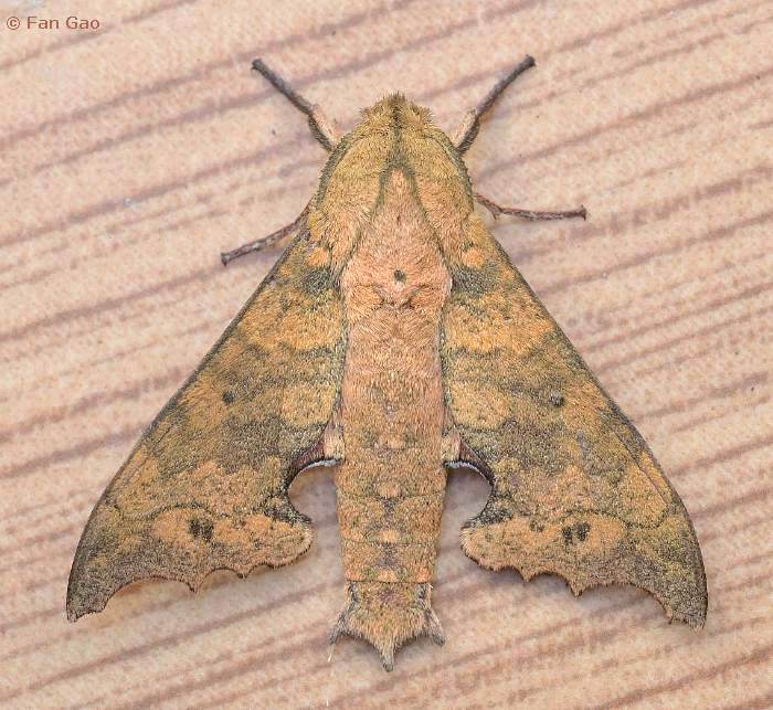 Male Smerinthulus cottoni, Bawangling National Nature Reserve, Hainan, China, 12.i.2023. Photo: &copy; Fan Gao.