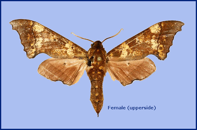 Female Smerinthulus cottoni, Ban Pong, Hang Dong, Chiang Mai, Thailand. Photo: &copy; The Trustees of the Natural History Museum, London (NHMUK)
