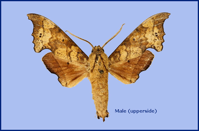 Male Smerinthulus cottoni, Sanpatong, Chiang Mai, Thailand. Photo: &copy; The Trustees of the Natural History Museum, London (NHMUK)