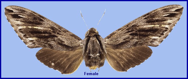 Female Hyloicus crassistriga. Photo: &copy; NHMUK