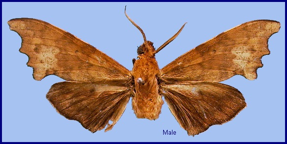 Male Smerinthulus flavomaculatus. Photo: &copy; NHMUK