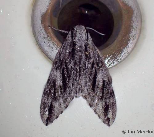 Adult Hyloicus formosana, Alishan Forest Recreation Area, Alishan Township, Chiayi Hsien, Taiwan, 2178m, 4.vii.2018. Photo: &copy; Lin MeiHui, courtesy Taiwan Moth Information Center.