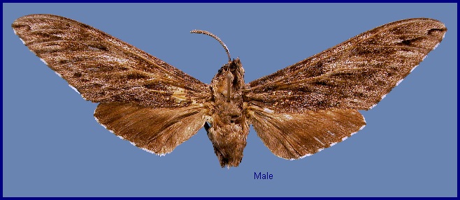 Male Hyloicus formosana, Jenai, Taiwan. Photo: &copy; NHMUK