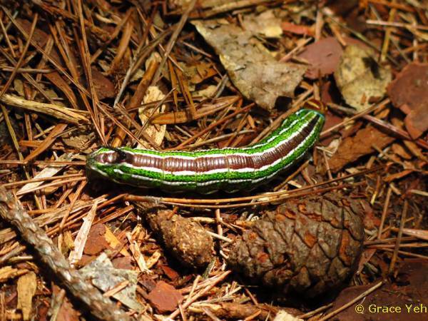 Full-grown larva of Hyloicus formosana, Malun Shan, Heping District, Taichung Hsien, Taiwan, 2080m, 12.viii.2018. Photo: &copy; Grace Yeh, courtesy Taiwan Moth Information Center.