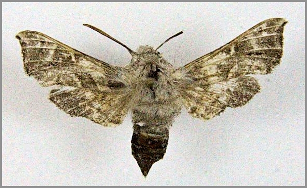 Female Sphingonaepiopsis gurkoi, Rushan area, western Pamirs, Tajikistan, 3400m, 10-20.vii.1996. Photo: &copy; Michal &Rcaron;ez&aacute;&ccaron;.