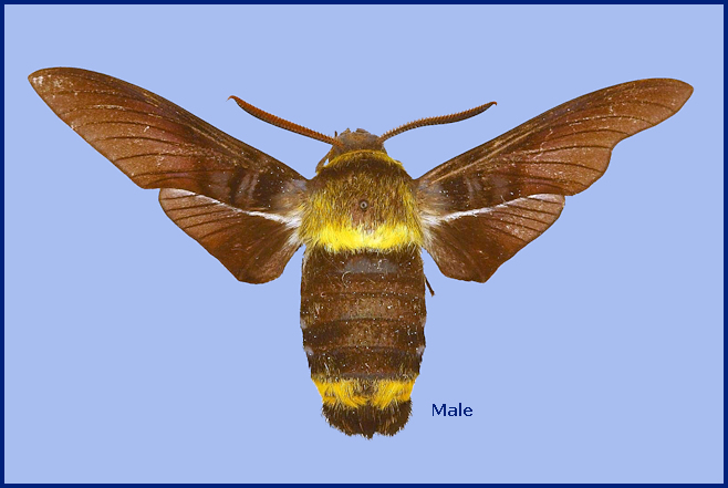 Male Sataspes infernalis, Buxa, West Bengal, India. Photo: &copy; The Trustees of the Natural History Museum, London (NHMUK)