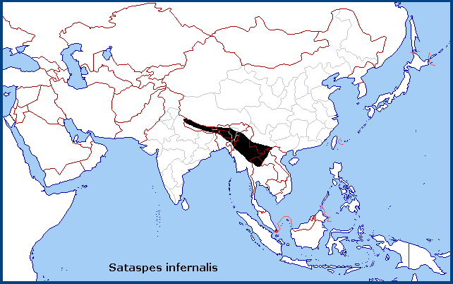 Global distribution of Sataspes infernalis. Map: &copy; Tony Pittaway.