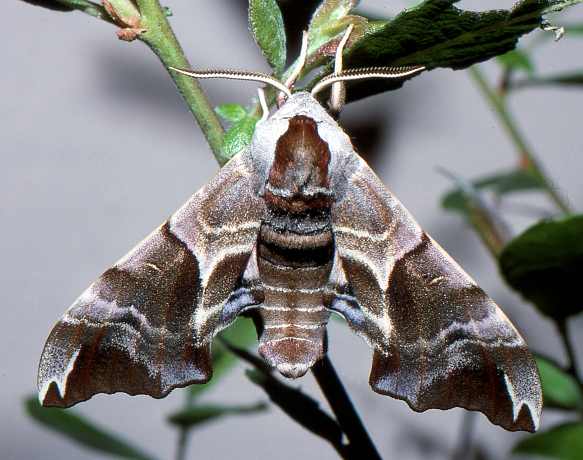Male of Smerinthus kindermannii, Turkey. Photo: &copy; Tony Pittaway