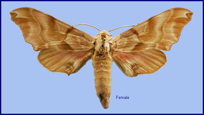 Female Smerinthus kindermannii. Photo: &copy; NHMUK