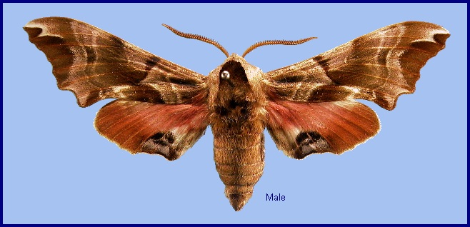 Male Smerinthus kindermannii. Photo: &copy; NHMUK