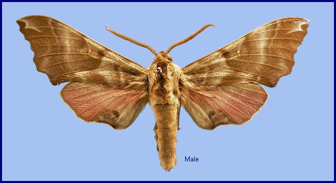 Male Smerinthus kindermannii. Photo: &copy; NHMUK