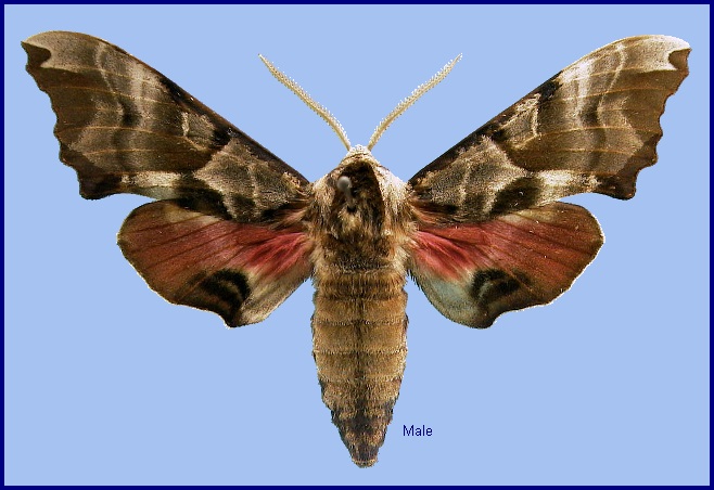 Male Smerinthus kindermannii. Photo: &copy; NHMUK