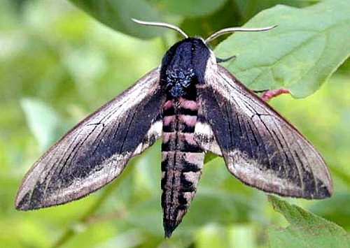 Male Sphinx ligustri, Transbaikalia, Russia. Photo: &copy; Oleg Korsun