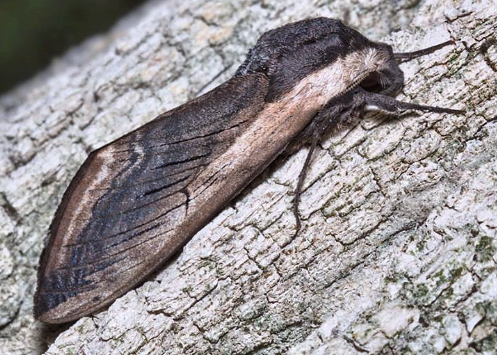 Adult of Sphinx ligustri, near Barabash, Primorskiy Krai, Russian Far East, 7.07.2014. Photo: &copy; Evgenij Komarov.