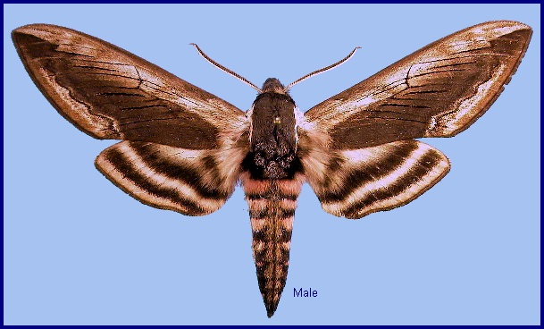 Male Sphinx ligustri. Photo: &copy; NHMUK