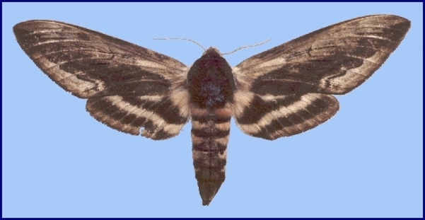 Female Sphinx ligustri, Sanbao, Beijing, China. Photo: &copy; Tony Pittaway, IZAS