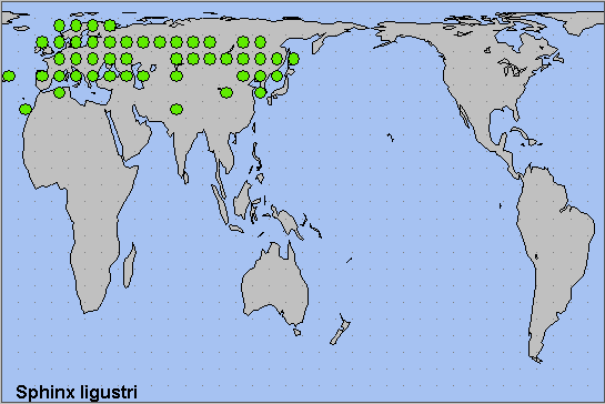 Global distribution of Sphinx ligustri. Map: &copy; NHMUK.