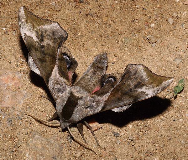 Male Smerinthus minor. Photo: &copy; Viktor Sinjaev.