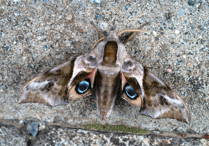Male Smerinthus minor, Huairou District, Beijing, China, 24.vi.2024. Photo: &copy; Tao Li.