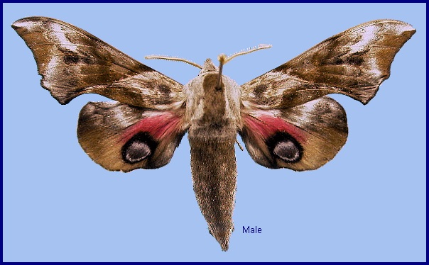 Male Smerinthus minor. Photo: &copy; NHMUK