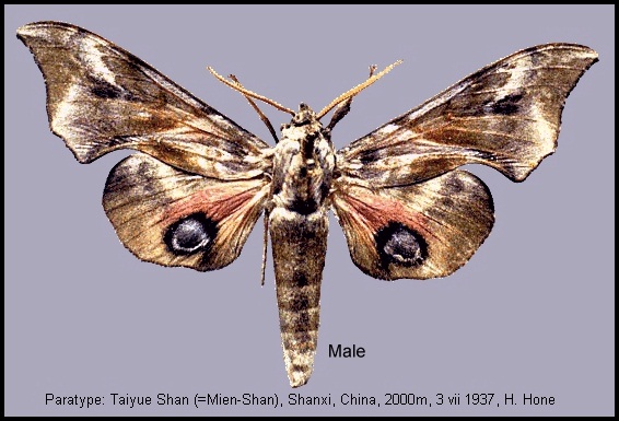 Male Smerinthus minor, Taiyue Shan, Shanxi, China, 2000m, 3.vii.1937. PARATYPE. Photo: &copy; Tony Pittaway