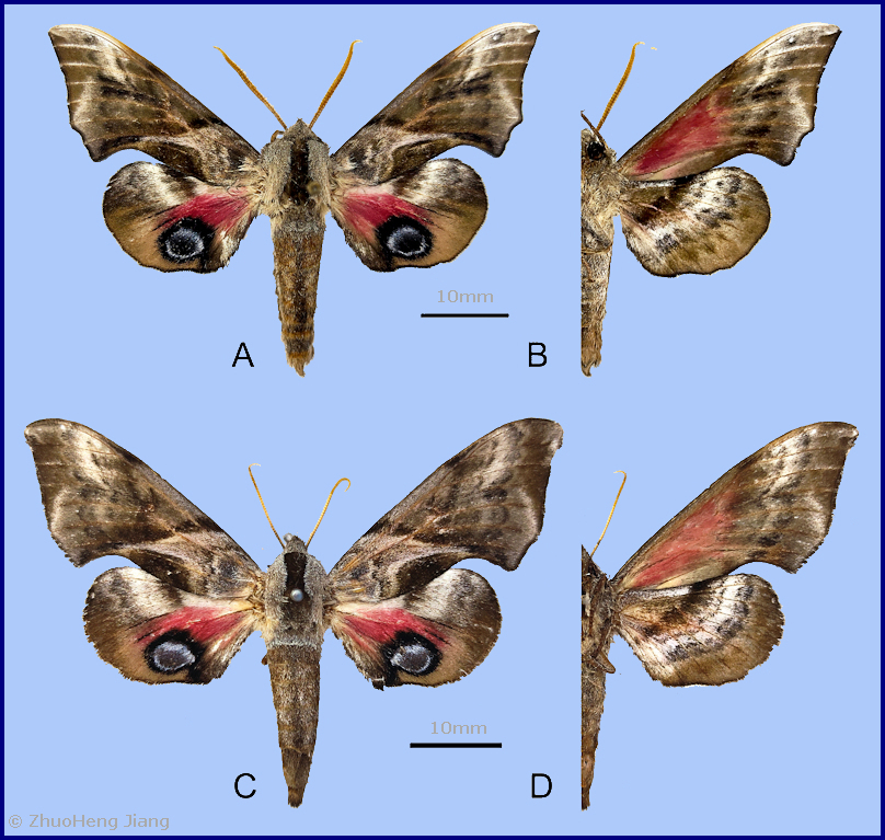 Smerinthus minor. A�B. male, Baoji, Shaanxi, China; C�D. female, Huairou, Beijing, China. Photo: &copy; ZhuoHeng Jiang.