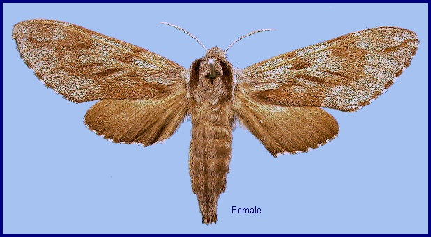 Female Hyloicus morio morio. Photo: &copy; NHMUK