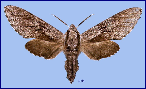 Male Hyloicus morio morio. Photo: &copy; NHMUK