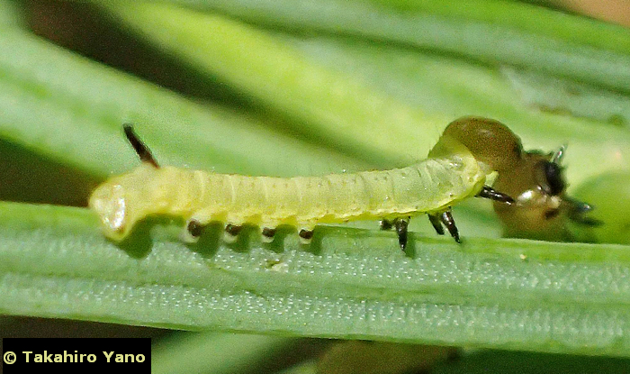 First instar larva of Hyloicus morio morio, Honshu, Japan. Photo: &copy; Takahiro Yano