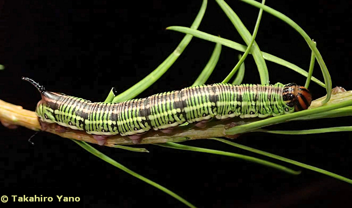 Final instar larva of Hyloicus morio morio, Honshu, Japan. Photo: &copy; Takahiro Yano