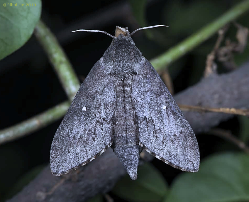Female Sphingulus mus, China, viii.2018. Photo: &copy; He JiBai.