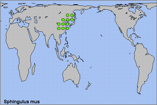 Global distribution of Sphingulus mus. Map: &copy; NHMUK.