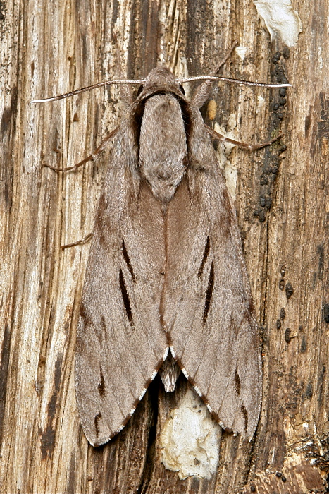 Male Hyloicus oberthueri, Simao/Pu'er, Yunnan, China, 23.vi.2012. Photo: &copy; John Horstman.