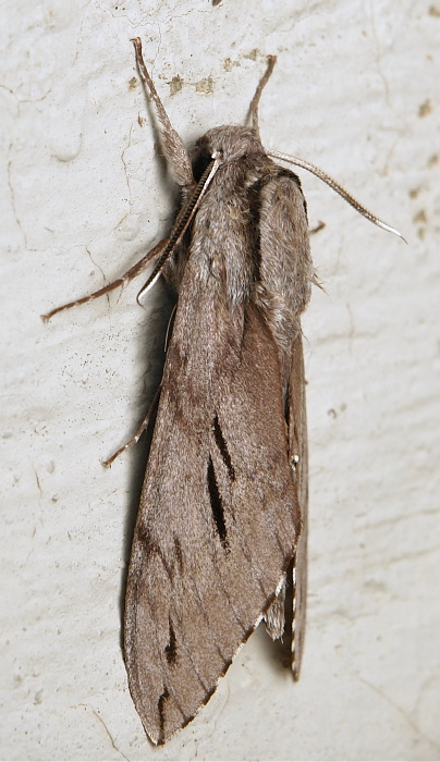 Male Hyloicus oberthueri, Simao/Pu'er, Yunnan, China, 23.vi.2012. Photo: &copy; John Horstman.
