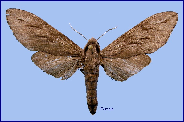 Female Hyloicus oberthueri. Photo: &copy; NHMUK.