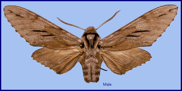 Male Hyloicus oberthueri. Photo: &copy; NHMUK.