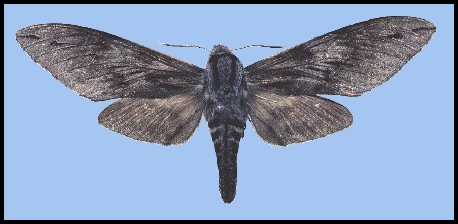 Fresh female Hyloicus oberthueri, Sichuan, China. Photo: &copy; Tony Pittaway, IZAS.