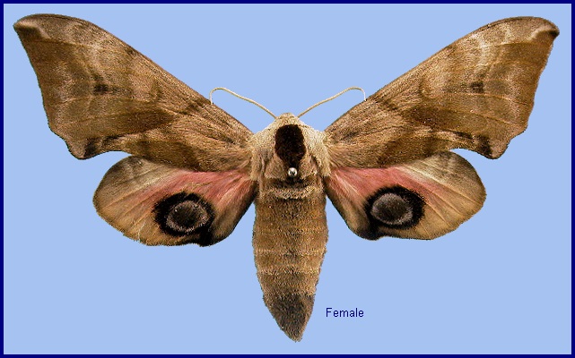 Female Smerinthus ocellata ocellata. Photo: &copy; NHMUK
