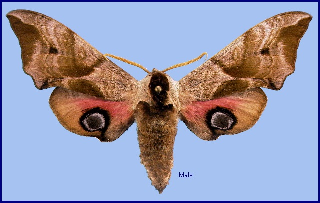 Male Smerinthus ocellata ocellata. Photo: &copy; NHMUK