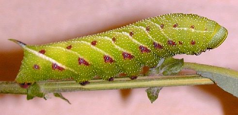 Larval form of Smerinthus ocellata ocellata, Joensuu, Finland. Photo: Timo Veteli/Jaakko Pohjoismaki