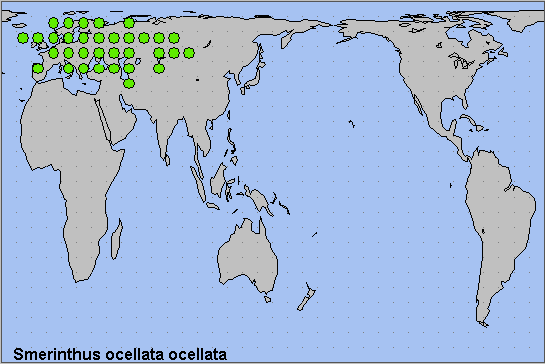 Global distribution of Smerinthus ocellata ocellata. Map: &copy; NHMUK.