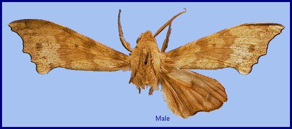 Male Smerinthulus perversa pallidus. Photo: &copy; NHMUK.